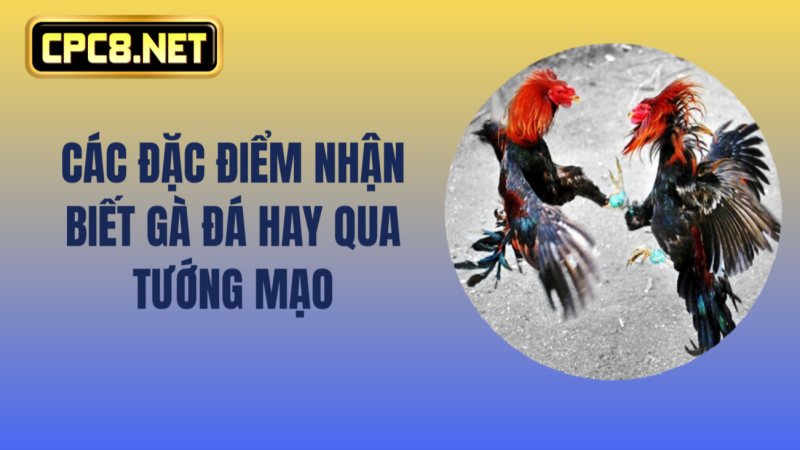 Các đặc điểm nhận biết gà đá hay qua tướng mạo