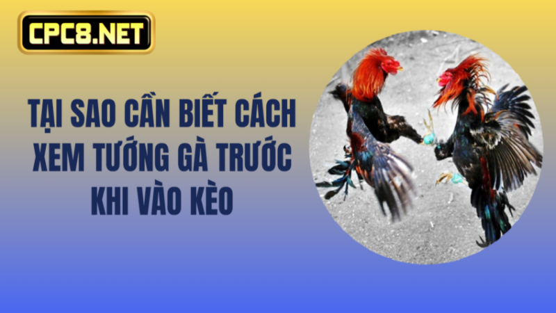 Tại sao cần biết cách xem tướng gà trước khi vào kèo